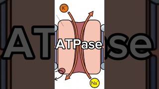 Primary active transport NaK ATPase pump [upl. by Ardnuhsor]