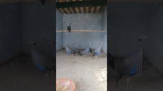 Vulturine guinea fowl in pakistan [upl. by Saw]