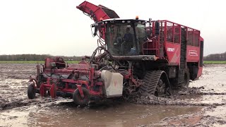 CichoreiBieten oogst 2024  Vervaet Q 616 op rupsen  Fendt 724 met Bergmann RRW 400  Tracks  wet [upl. by Eniar]