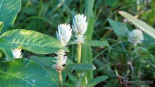 Gomphrena Serrata Plant [upl. by Itnava]