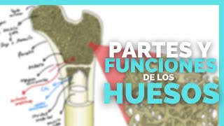 ✅INTRODUCCION A LA OSTEOLOGIA  TIPOS DE HUESOS Y SU CLASIFICACION  Anatomia en Enfermeria [upl. by Troy]