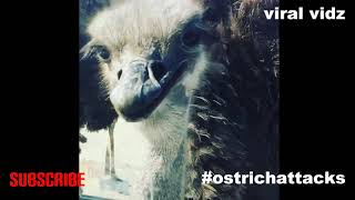 Ostrich Attacks  Compilation [upl. by Amzu741]