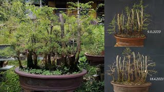 Update bonsai cucur atap selama setahun hasil dari pencarian [upl. by Sindee680]