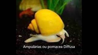 Ampularia  Pomacea bridgesii  apple snail [upl. by Sonni]