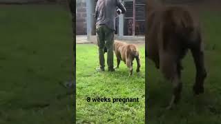 8 weeks pregnant boerboel [upl. by Aamsa]