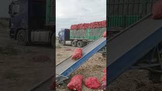 Truck Loading conviar belt 😱😱😱youtubeshorts machine shortsviral [upl. by Ahsyla]