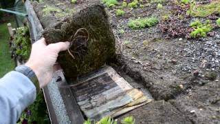 DIY Sedum shed roof [upl. by Yerrot]