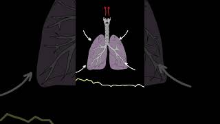 AUSCULTACIÓN PULMONAR RONCUS ruidos pulmonares normales y anormales medicina shorts [upl. by Storfer118]