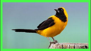 Turpial Toche Canto Llamado Sonido Cantando  Yellowbacked Oriole Song  Icterus Chrysater [upl. by Allerim]