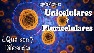 🌐 Organismos UNICELULARES y PLURICELULARES Fácil y Rápido  BIOLOGÍA [upl. by Screens]