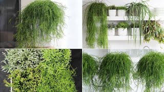 Los rhipsalis  Decogarden [upl. by Biles]