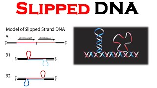 DNA structure  Slipped DNA [upl. by Kiker]