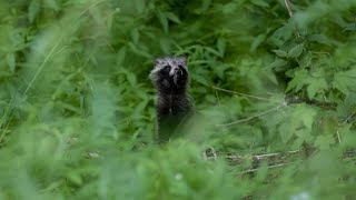 Have you ever seen TANUKI cuteanimals trailcam [upl. by Lekzehcey]