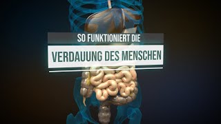 Die Verdauung des Menschen Animation [upl. by Pendleton]