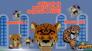 SUBIENDO LA LEOPARD A MAESTRIA 300 [upl. by Amoritta158]