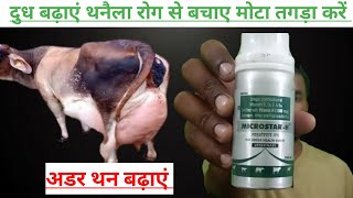 Use veterinary MICROSTER  H  गाय भैंस का अडर थन बढ़ाएं  पशुओं को हेल्दी स्वस्थ मोटा तगड़ा रखे [upl. by Maggy]