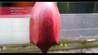 Weird Plant of the Month Carrion Flower Stapelia leendertziae [upl. by Airekal]