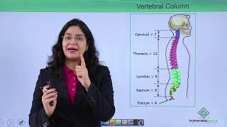 Class10th – Bones of vertebral column  Locomotion and Movement Hindi  Tutorials Point [upl. by Cordalia]