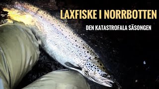 LAXFISKE I NORRBOTTEN Den katastrofala säsongen [upl. by Ybroc]