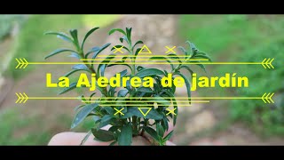 La Ajedrea de jardín [upl. by Carnay208]