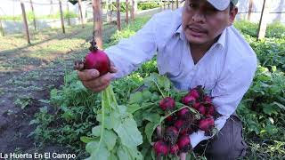 Como se cosecha el Rábano La Huerta En El Campo [upl. by Roldan]