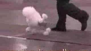 Dog Show Poodle Video [upl. by Roberta]