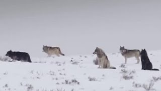 These Wolves Are Hungry for Elk  BBC Earth [upl. by Yrokcaz]