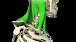 Contralateral rotation of the head and cervical spine from 3D Anatomy for Manual Therapies [upl. by Enahpets]