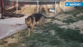 Dog Early Stages Degenerative Myelopathy [upl. by Nive486]