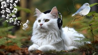 Musique pour Chat Découvrez le Calme Absolu avec les Bruits dOiseaux [upl. by Baese995]