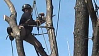 Bryan Millers Tree Service Erie PA  Climbing Roping amp Rigging [upl. by Reisfield]