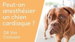 Peuton anestheÌsier un chien cardiaque [upl. by Yllier]