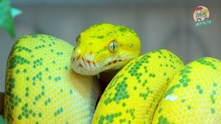 Reptil TV  Folge 50  Morelia viridis  Chondro  Grüner Baumpython  Teil 1 [upl. by Sidnala]