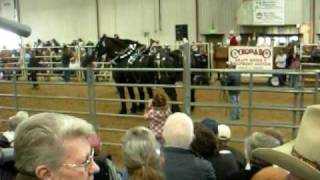 Monster Horses at Harley Troyers Draft Horse Auction [upl. by Waylan]