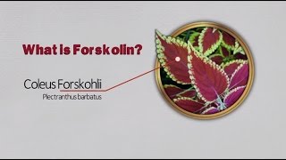 Forskolin review What is Forskolin [upl. by Arrakat]