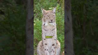 Things you didnt know about Bobcat [upl. by Gerta205]