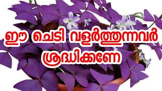 ഈ ചെടി വളർത്തുന്നവർ ശ്രദ്ധിക്കണേ😱😱Oxalis triangularis plantButterfly plant🔥🔥 [upl. by Bernette161]