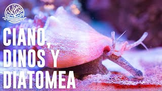 Cómo ELIMINAR Cianobacteria diatomea y dinoflagenados🪸 [upl. by Casia]