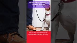 Dog Training Tips and Tricks Teaching HighFive [upl. by Ydoow]