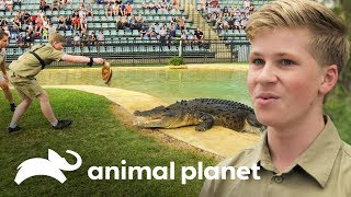 ¡Robert Irwin primera demostración alimentando cocodrilos  Los Irwin  Animal Planet [upl. by Fanya538]