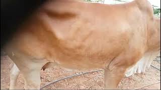 Sahival Female Cow for Sale in Bengaluru Details in Description [upl. by Rosaleen980]