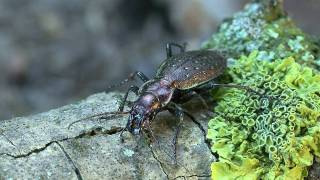 Carabus irregularis [upl. by Saenihp]