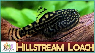 All About Hillstream Loaches Fascinating Nano Algae Eaters [upl. by Lennad]