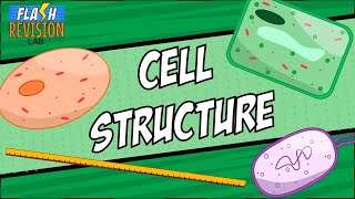 GCSE Biology Revision quotOrder of Magnitudequot [upl. by Elane]