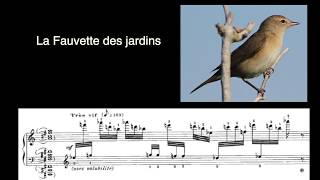 Les chants doiseaux du CATALOGUE DOISEAUX dOlivier Messiaen [upl. by Laehcym285]