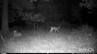 Trailcampt23 Camera in deer bedding areaMy experience with bedding areas deer nature animals [upl. by Roanna]