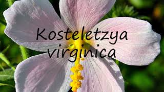 How to Pronounce Kosteletzya virginica [upl. by Paris]