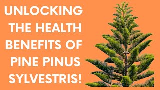 UNLOCKING THE HEALTH BENEFITS OF PINE PINUS SYLVESTRIS [upl. by Torin]