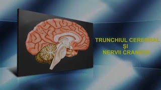 Lecția 7  Trunchiul cerebral și nervii cranieni [upl. by Ariamo]