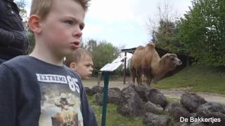 VLOG 7 DIERENRIJK IN NUENEN [upl. by Beatty]